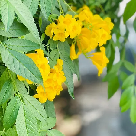 Casa Do Flamingo Cascais